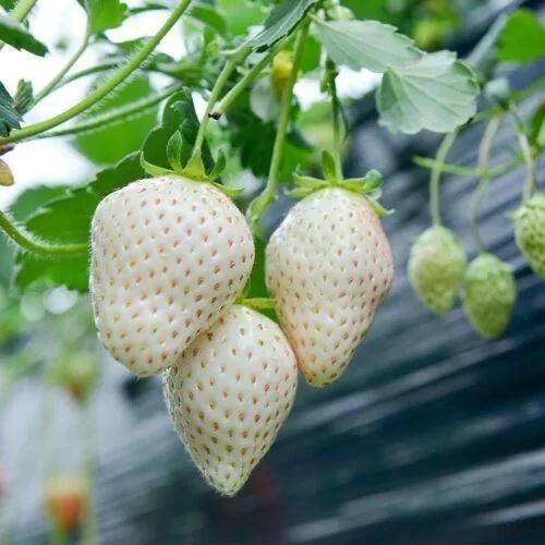 Rare Milk Strawberry Seeds ( Pack of 20) + Plant Growth Serum Free